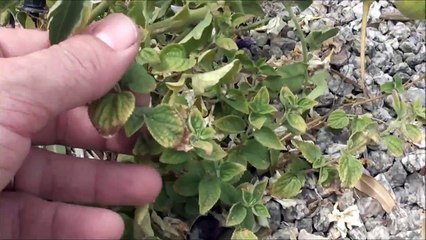 Check Out What's Growing! 🌱