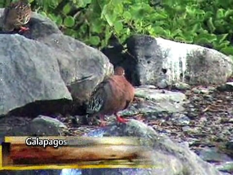 Galapagos - Espanola