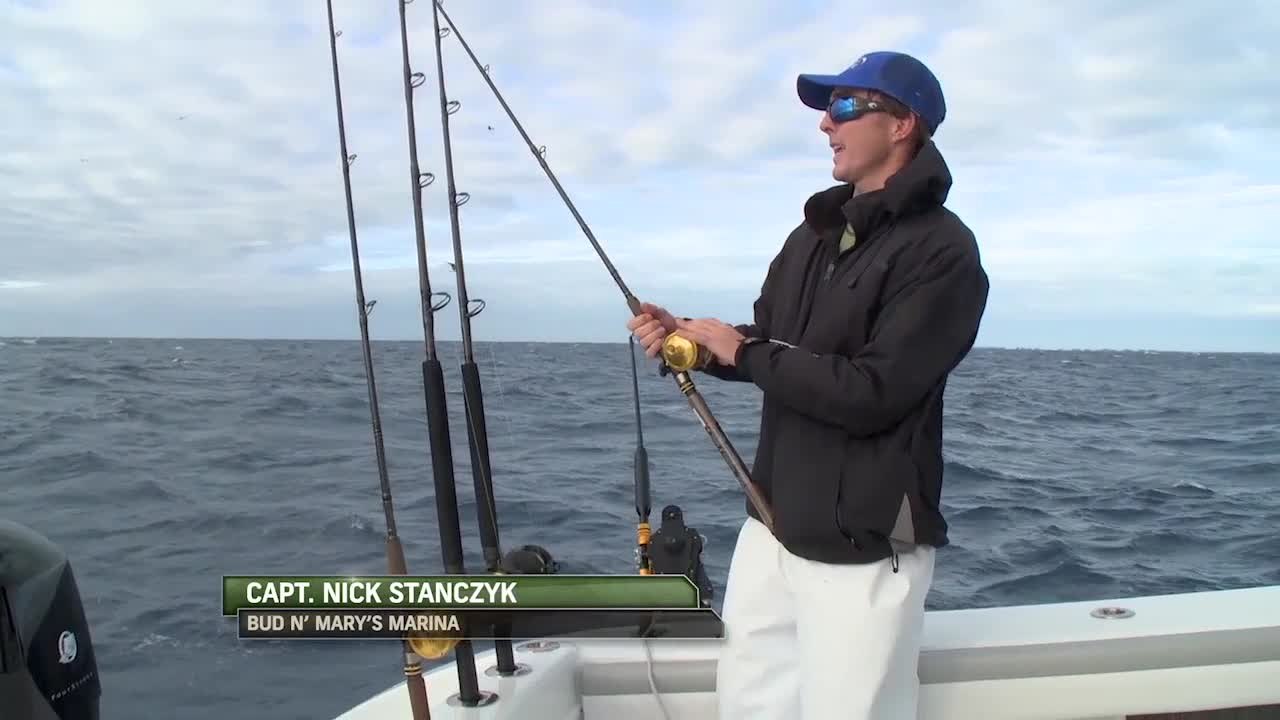 Best Sailfish Baits