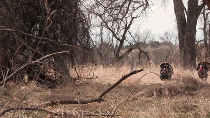 Bow-Kill Turkey at 4 Steps