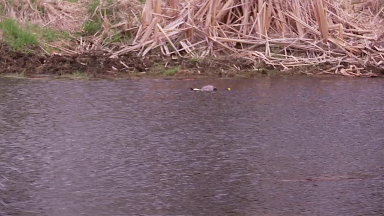 Gun Dog Final