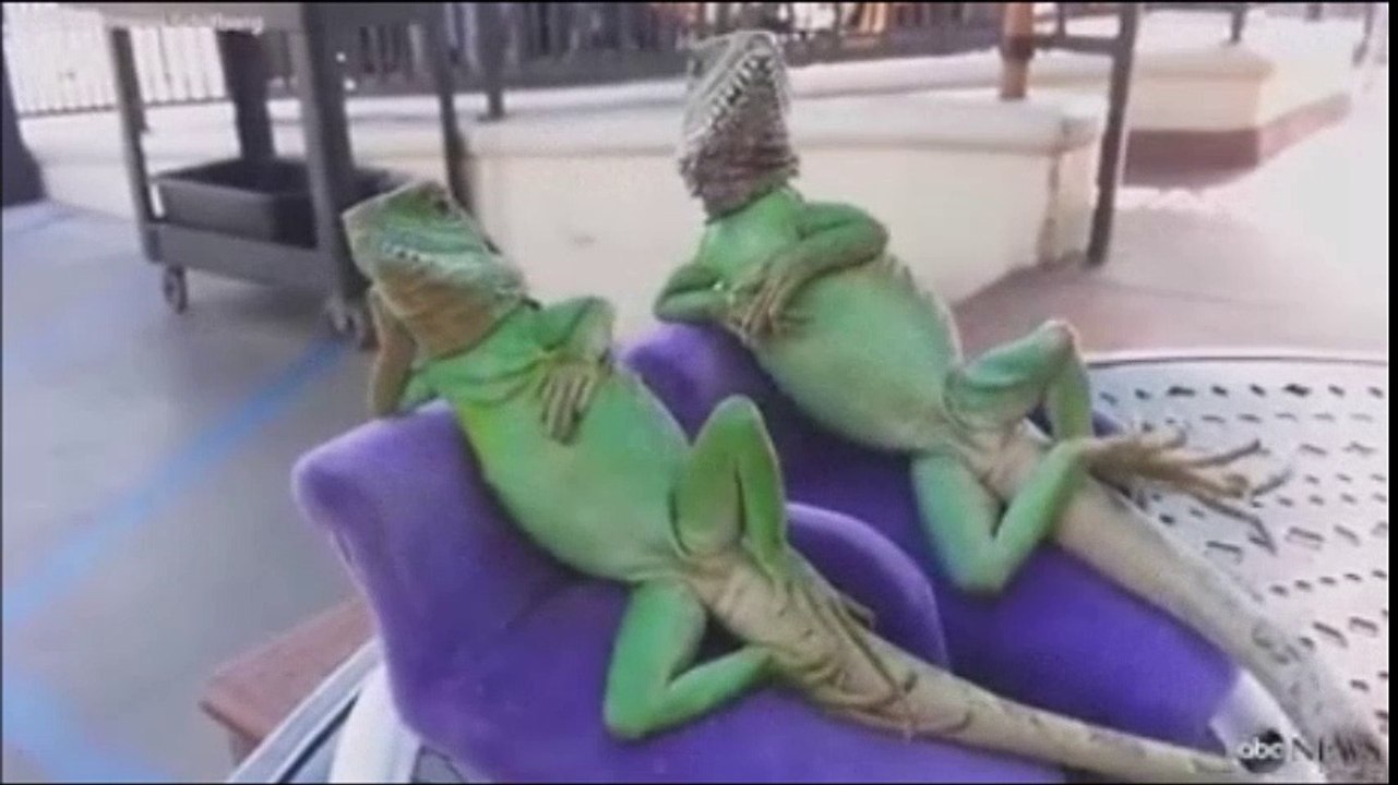 These two lizards define the term just chillin