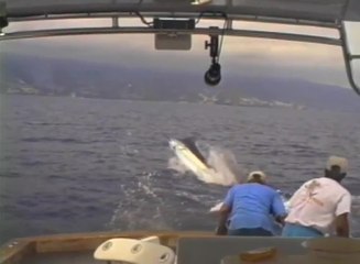 Marlin Pulls Man Overboard