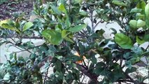 Navel Orange Tree for GREAT HEALTH - Growing Citrus Organically in your yard