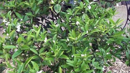 Organic Navel Orange Tree's First Blossom and a Bee's Greeting