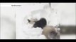 Excited Giant Panda Tian Tian enjoys Washington blizzard- BBC News