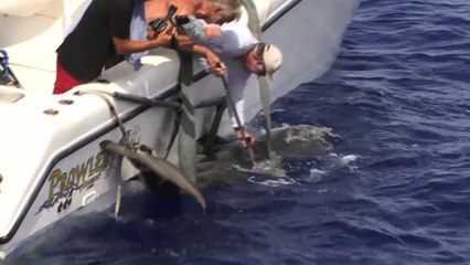 SFTV: Bermuda Tigers Part 2