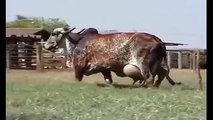 Gaint Cow