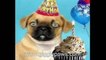 Pug Sings Happy Birthday - Hilariously Funny Dog Video Ecard