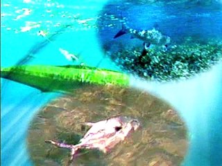 Saily's in Costa Rica