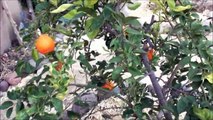 Peeling Open a Tangelo from our Organically Grown Citrus Tree