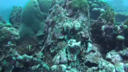 Critter Hunt: Nudibranch laying eggs