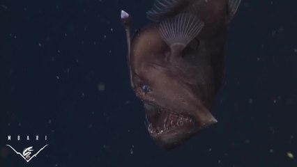 Deep Sea Anglerfish Caught On Video