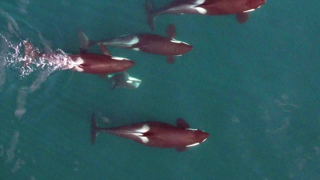 Unmanned Aerial Vehicle Offers a New View of Killer Whales
