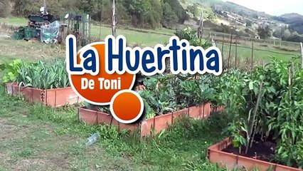 Pistacchi, Ecco Come Farli Germogliare E Ottenere L'albero