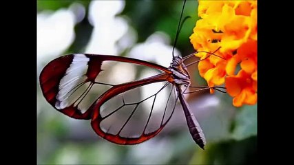 عَـزْفٌ مُنْـفَرِد