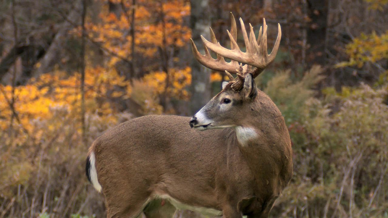 Bucks in the Rut