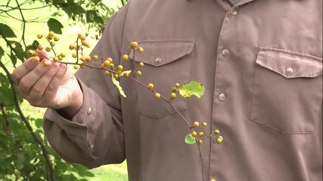 Survival Skills: Identify These 5 Poisonous Plants