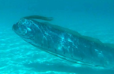 Oarfish swimming in shallow water