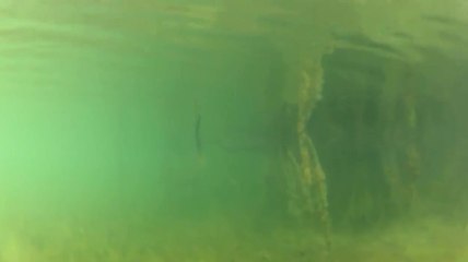 Get Reel - Using Electronics to Locate Fish