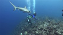 Stuart Cove's Dive Bahamas Top 5: Reefs and Walls