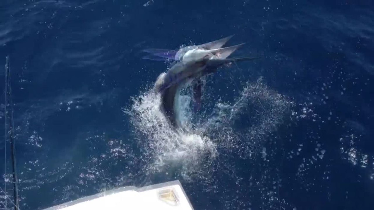 2012 IGFA Offshore World Championship