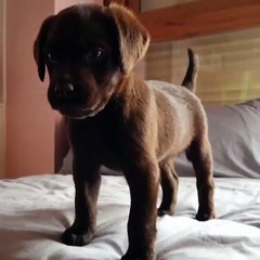 A cute little puppy asking for help!