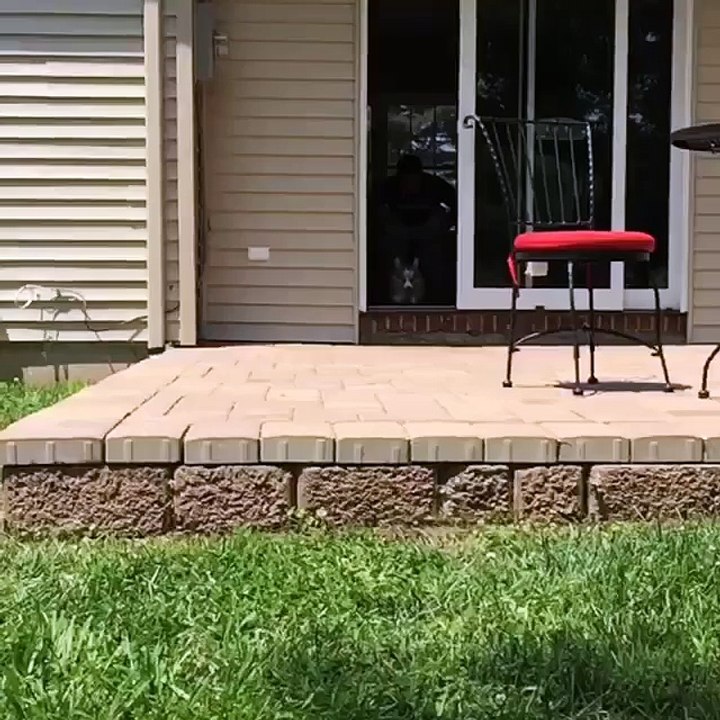 Meet the Corgi acrobat!