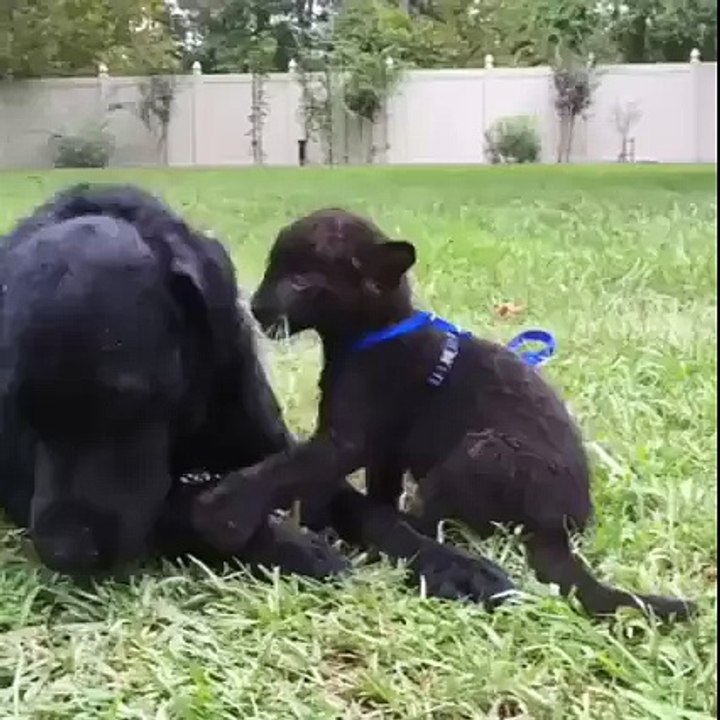 Wait a minute, that's not a puppy!
