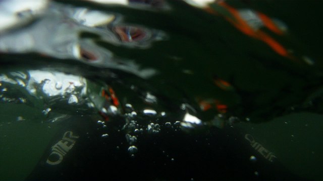 Mergulhando em Ubatuba, Natureza marinha, passeio de barco, Praia do Cedro, Praia do Alto, Ubatuba, SP, Brasil, Marcelo Ambrogi