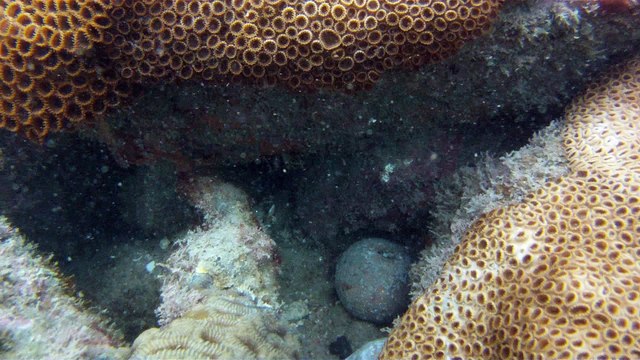 Mergulhando em Ubatuba, Natureza marinha, passeio de barco, Praia do Cedro, Praia do Alto, Ubatuba, SP, Brasil, Marcelo Ambrogi