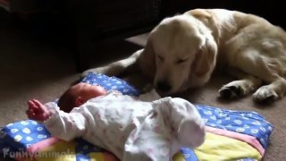 Amazing Dogs Protecting Babies