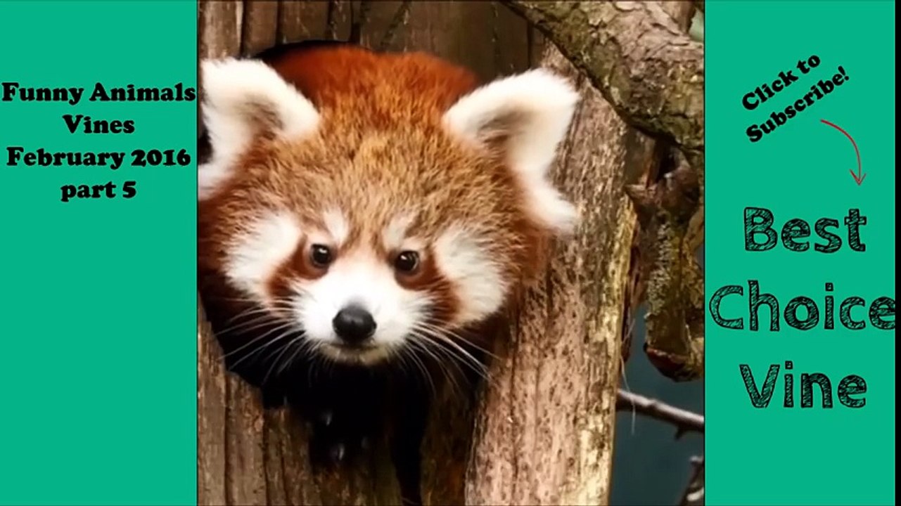 Funny Animals Vines February 2016 part 5 - BestChoiceVine