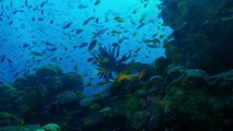 BARE The Adventure: Great Barrier Reef, Australia