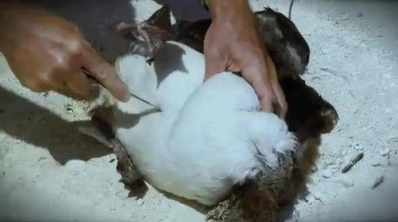 Plastic Paradise Documentary Trailer