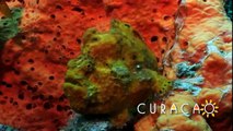 Curacao Dive Video - Ocean Encounters - Copy