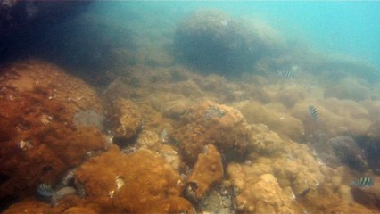 Mergulhando em Ubatuba, Natureza marinha, passeio de barco, Praia do Cedro, Praia do Alto, Ubatuba, SP, Brasil, Marcelo Ambrogi