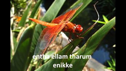 Onnanam kochu thumbi, Malayalam Nursery Rhyme, song, with lyrics