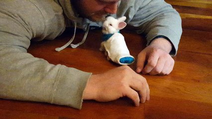 Un bébé lapin peut à nouveau se déplacer avec un mini skateboard..