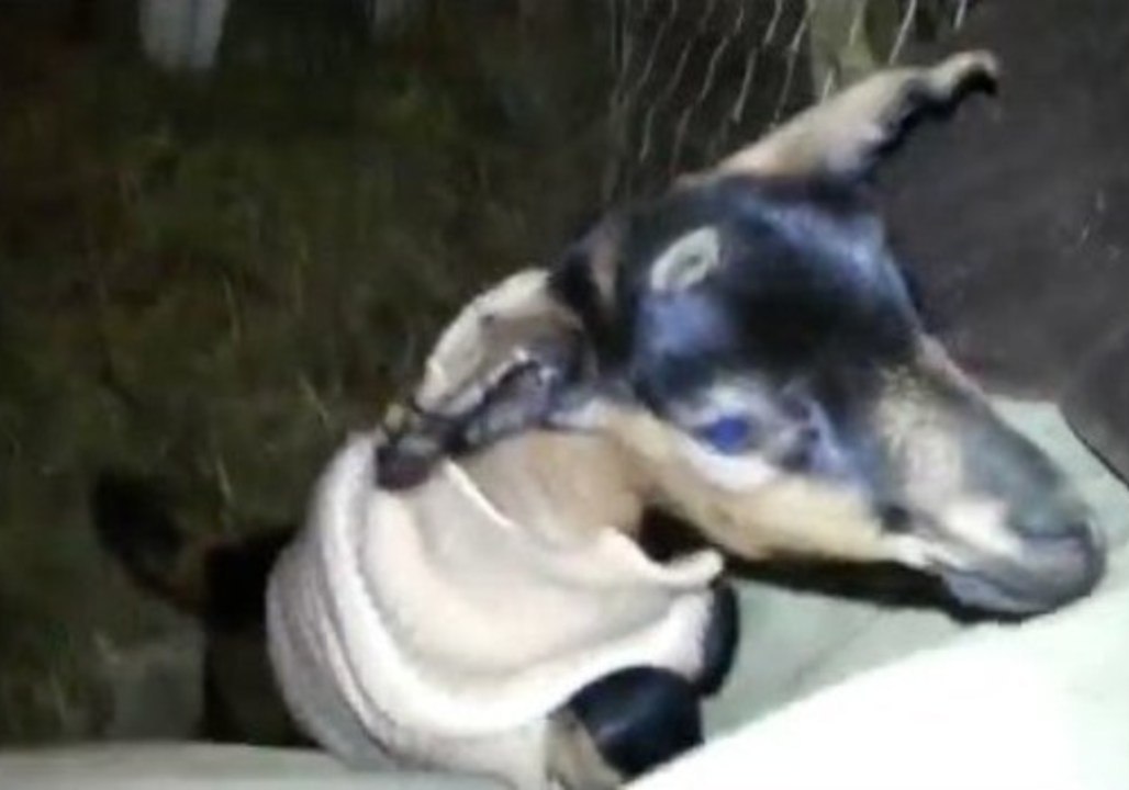 Introducing Poppy, the Jumping Goat