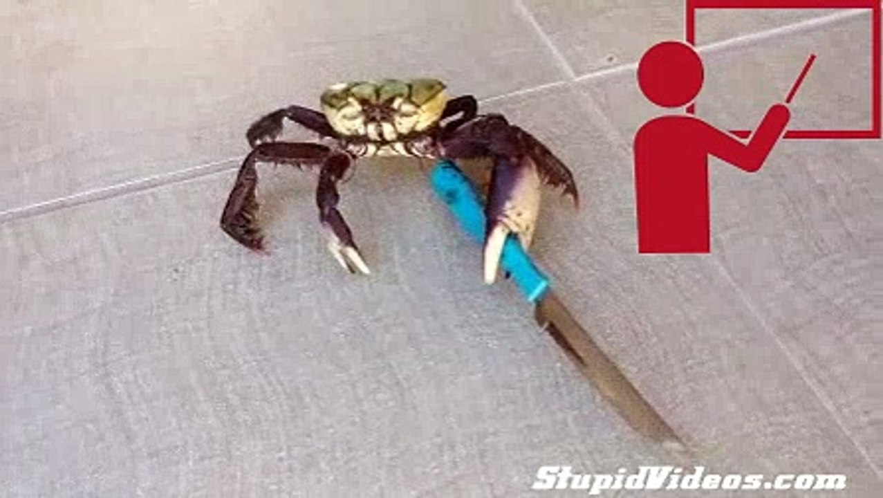 Hitler Crab