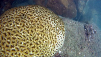 Mergulhando em Ubatuba, Natureza marinha, passeio de barco, Praia do Cedro, Praia do Alto, Ubatuba, SP, Brasil, Marcelo Ambrogi
