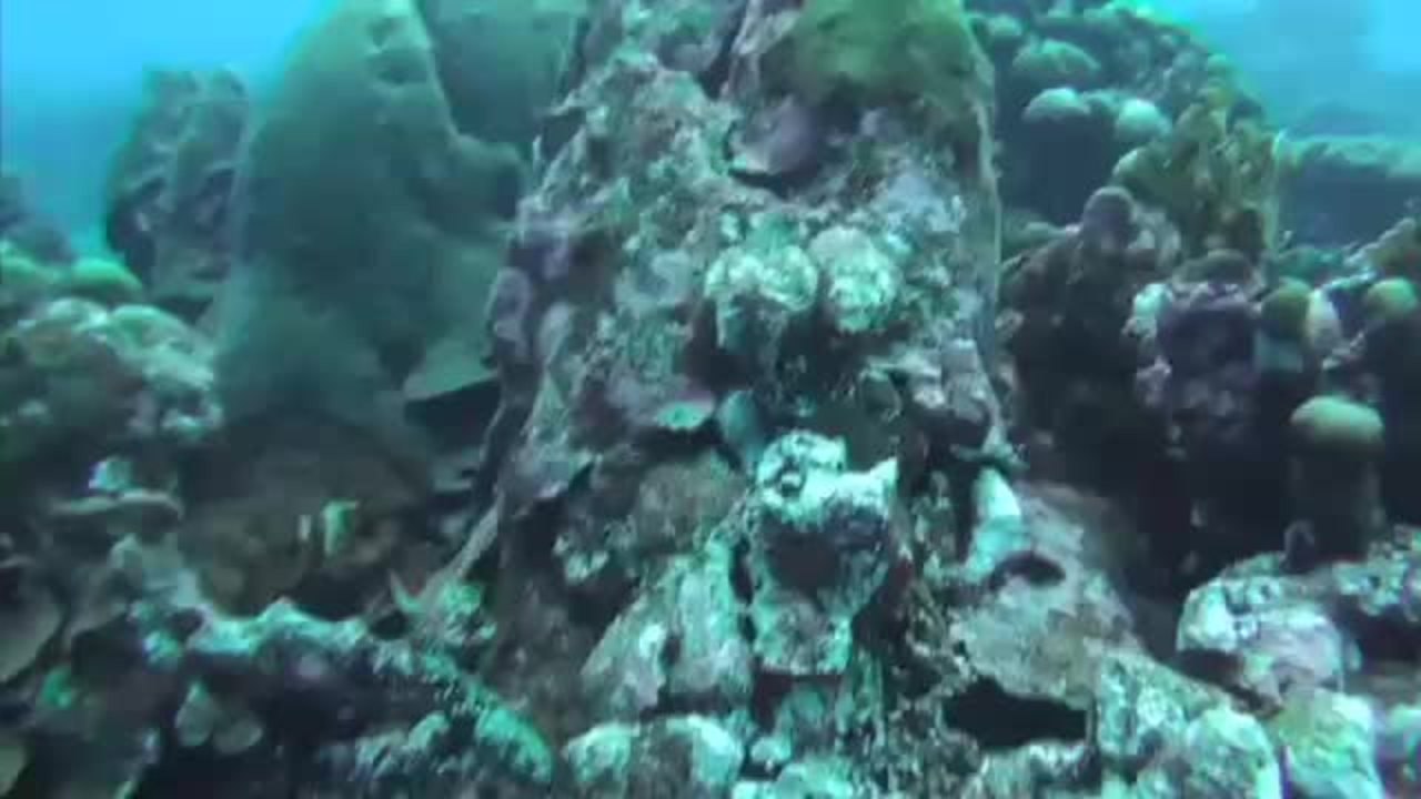 Bushwhacked Blenny