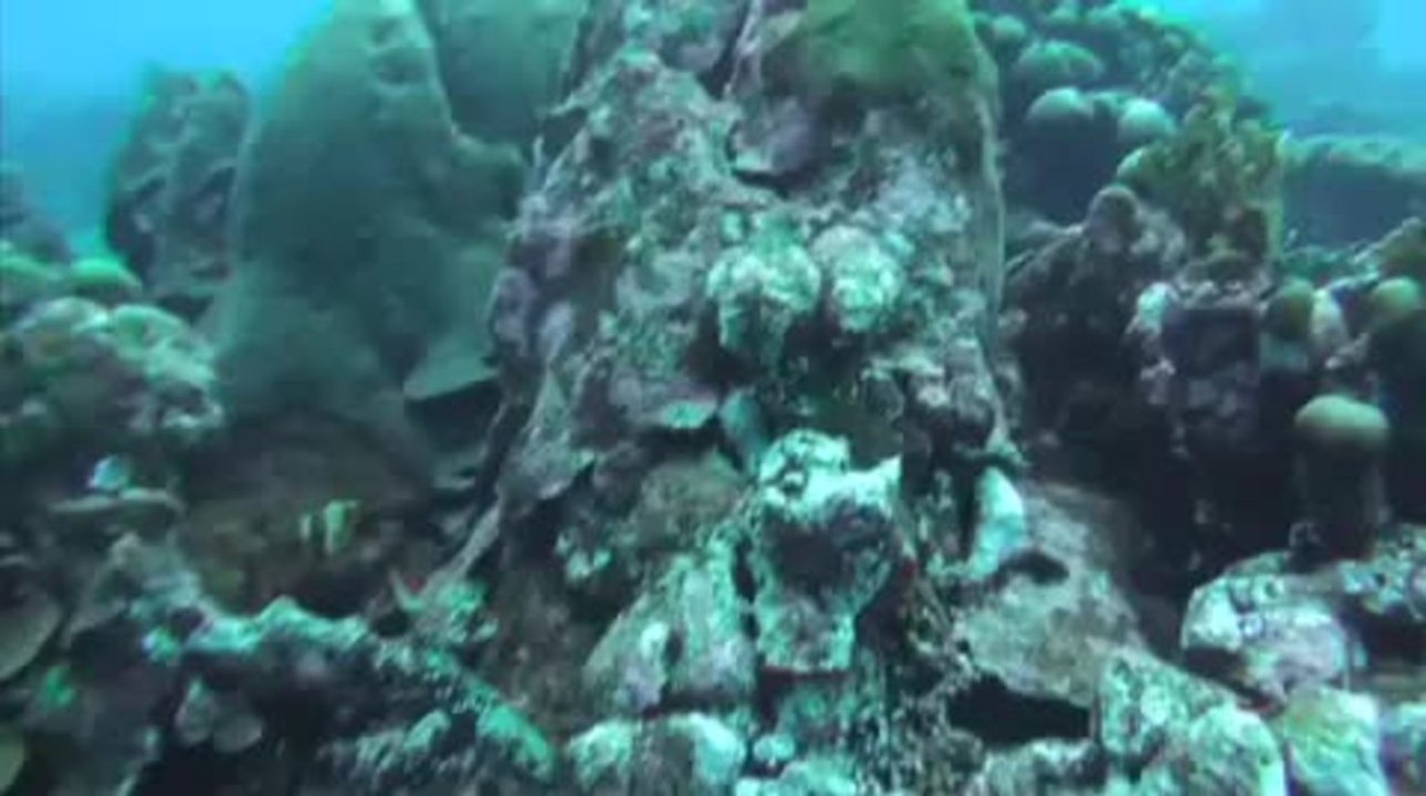 The Toby and the Lizardfish