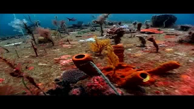 Dive Adventure: Grenada