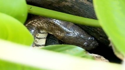 Mô hình nuôi động vật hoang dã (rắn ri voi) giá trị cao