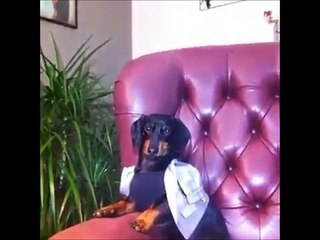 Sausage dog funny moments - Dachshund best vines