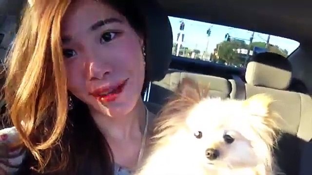 Our tiny white micro puppy like a teacup