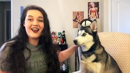 Owning a Siberian Husky