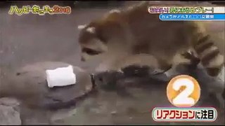 Japanese Game Shows - Funny